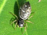Heliophanus