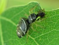 Heliophanus