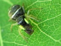 Heliophanus