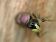 Heliophanus