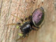 Heliophanus