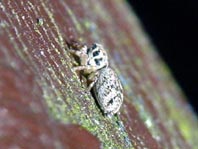 Springspinne, Salticus cingulatus