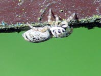 Springspinne, Salticus cingulatus