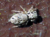 Springspinne, Salticus cingulatus