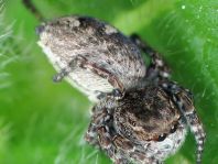 Springspinne, Salticidae