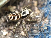 Salticus scenicus