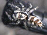 Salticus scenicus