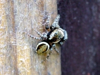 Springspinne, Evarcha falcata