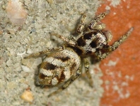 Salticus scenicus