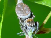 Evarcha arcuata