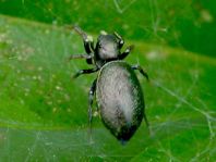 Heliophanus