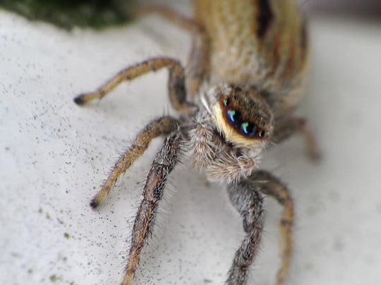 Marpissa radiata