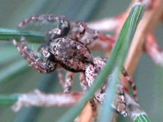 Marpissa muscosa