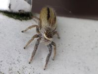 Marpissa radiata