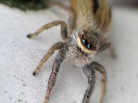 Marpissa radiata