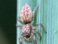 Marpissa radiata