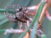 Marpissa muscosa