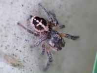 Pellenes tripunctatus, Kreuzspringspinne