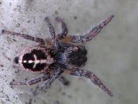 Pellenes tripunctatus, Kreuzspringspinne