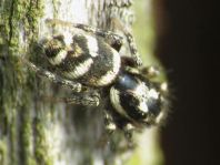 Salticus scenicus