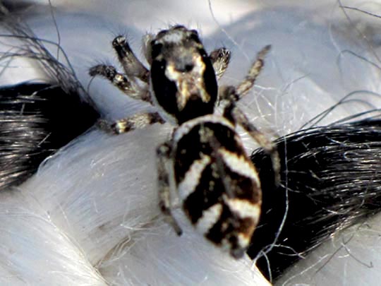 Salticus scenicus