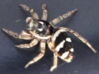 Salticus scenicus
