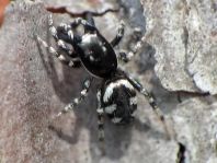 Salticus scenicus