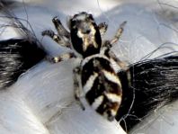 Salticus scenicus
