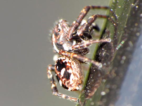 Sitticus sp.