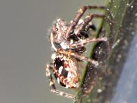 Sitticus sp.