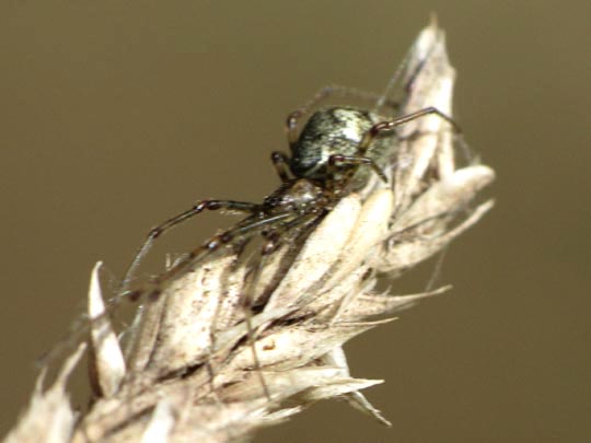 Tetragnatha obtusa