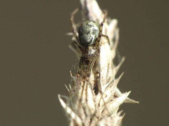Tetragnatha obtusa