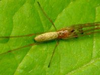 Tetragnatha extensa