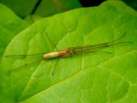 Tetragnatha extensa