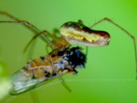 Tetragnatha sp.
