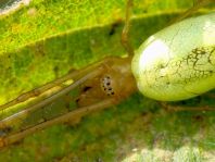 Tetragnatha extensa