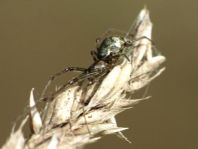 Tetragnatha obtusa
