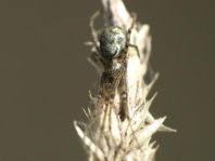 Tetragnatha obtusa