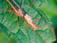 Tetragnatha extensa