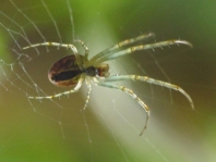 Herbstspinne, Metellina