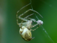 Herbstspinne, Metellina