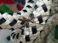 Tetragnatha nigrita