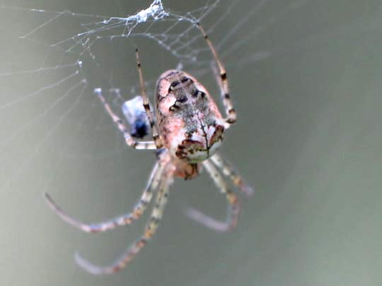 Herbstspinne, Metellina