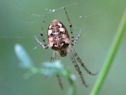 Herbstspinne, Metellina