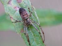 Herbstspinne, Metellina