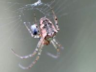 Herbstspinne, Metellina