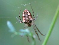 Herbstspinne, Metellina