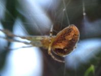 Herbstspinne, Metellina