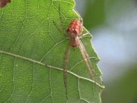 Herbstspinne, Metellina