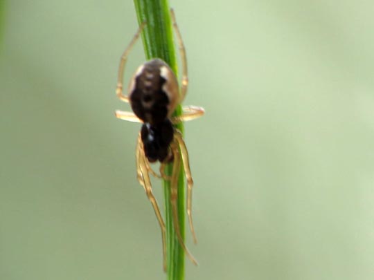 Pachygnatha degeeri